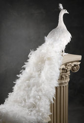 Продам 2 белых павлина для декора