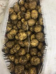 Продаю картофель урожай 2019 года сорт Гала,  Нур-Султан